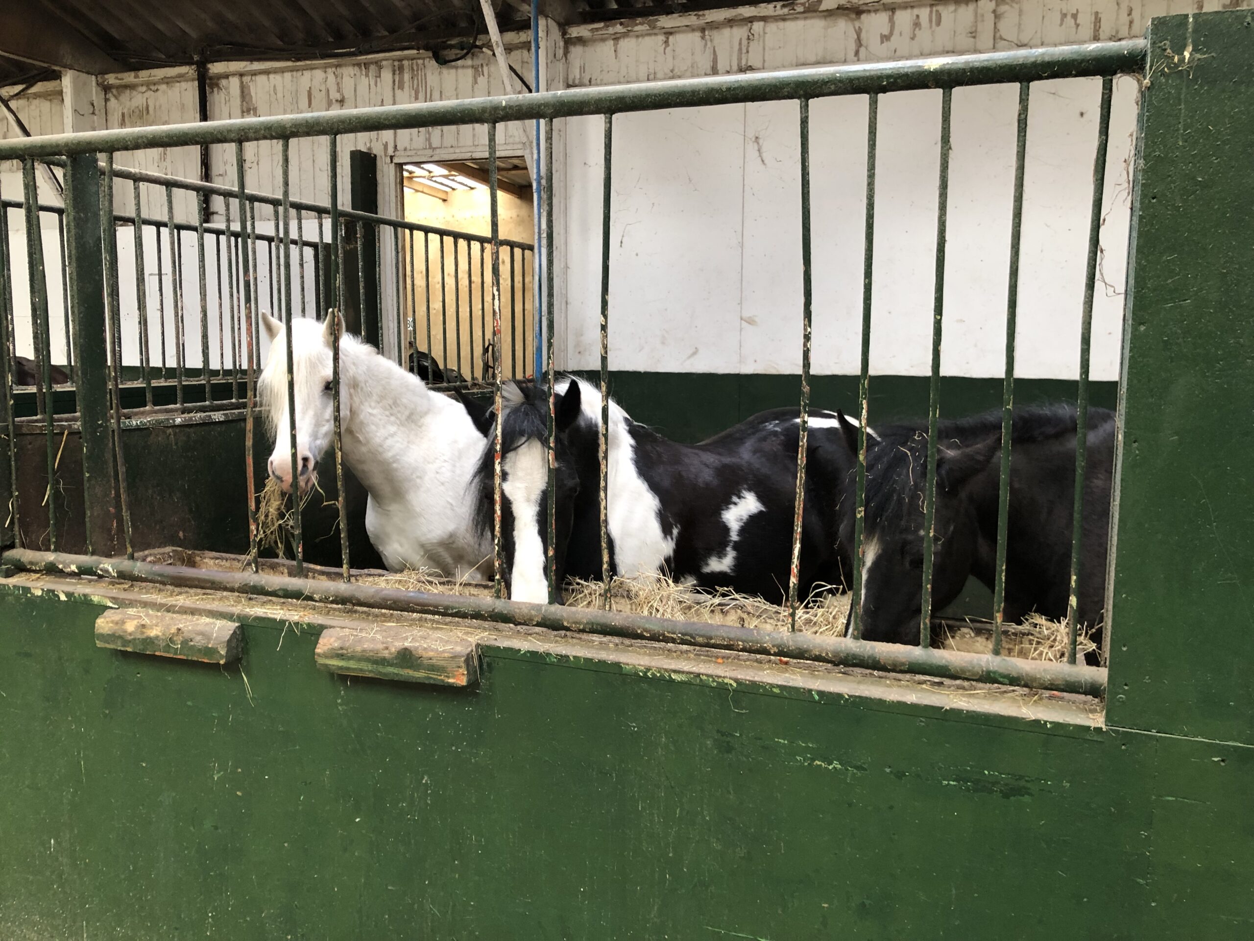 Manege Schanswijk loopstal